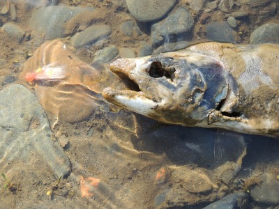 gary lewis trout dead big.jpg